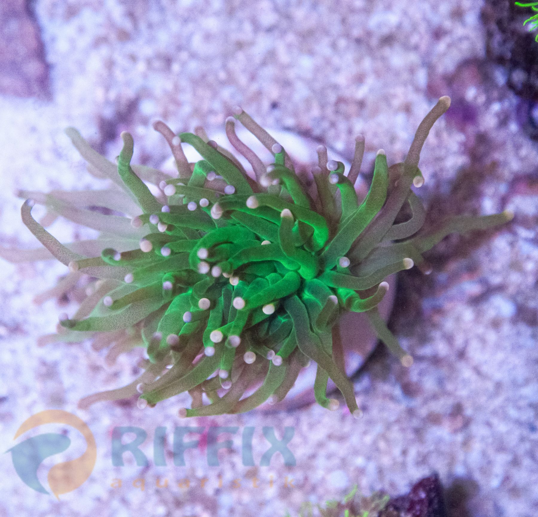 Euphyllia glabrescens (Premium)